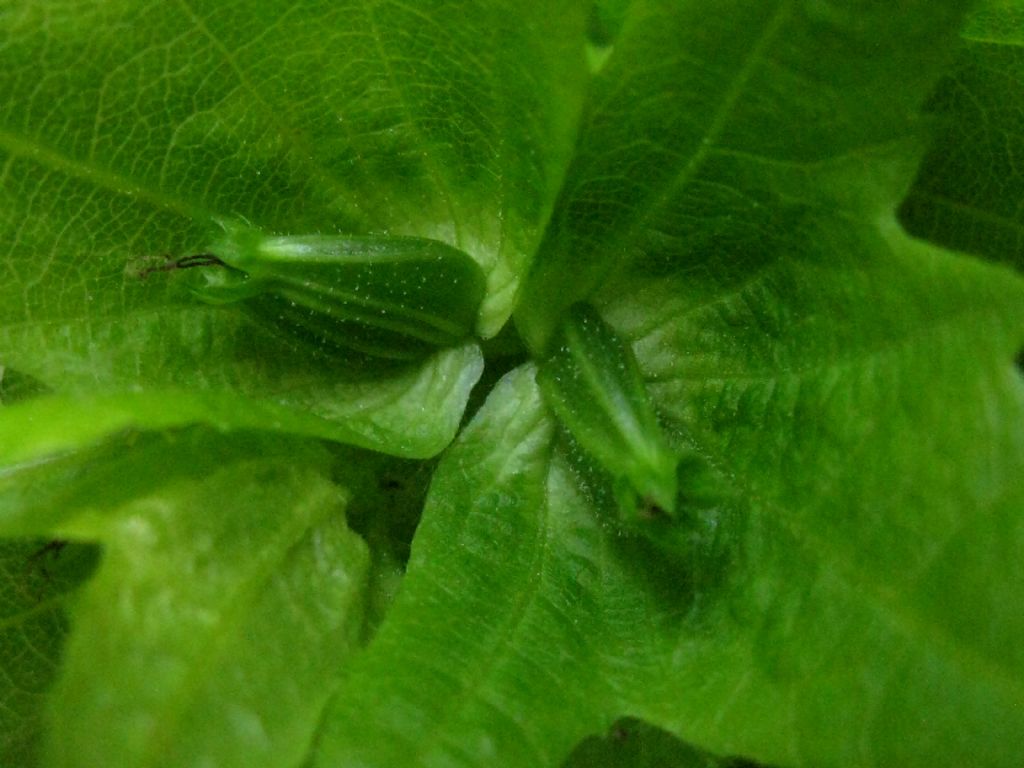 Carpino bianco? S, Carpinus betulus