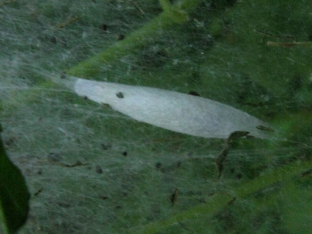 Bruchu di Yponomeuta evonymellus? S, ma...Yponomeuta evonymella