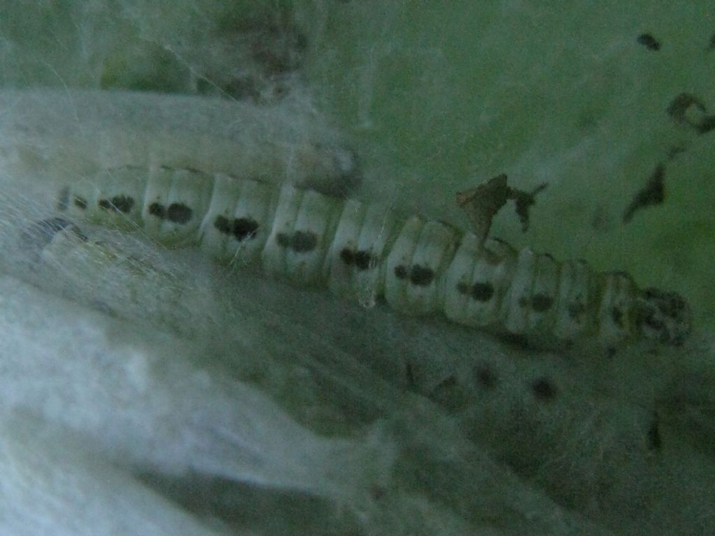 Bruchu di Yponomeuta evonymellus? S, ma...Yponomeuta evonymella