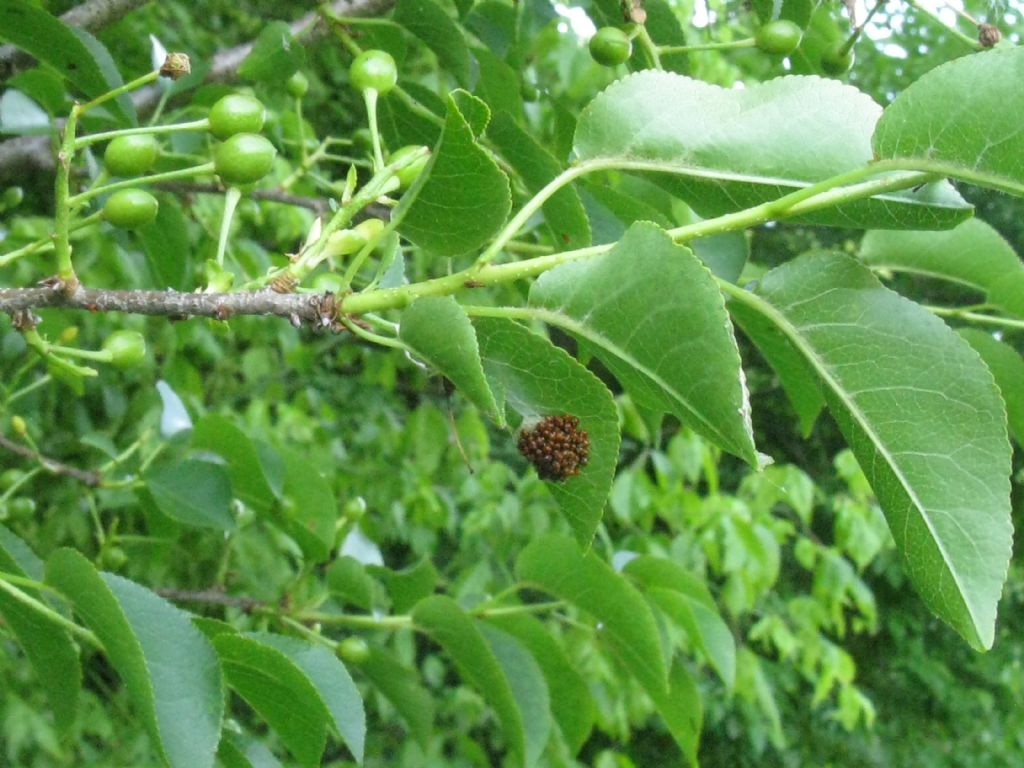 Neanidi di Coccinella...? No, di Eterottero Pentatomidae: cfr. Nezara viridula