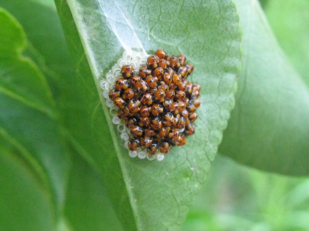 Neanidi di Coccinella...? No, di Eterottero Pentatomidae: cfr. Nezara viridula