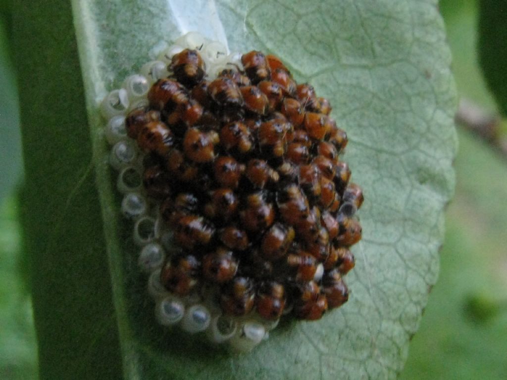 Neanidi di Coccinella...? No, di Eterottero Pentatomidae: cfr. Nezara viridula