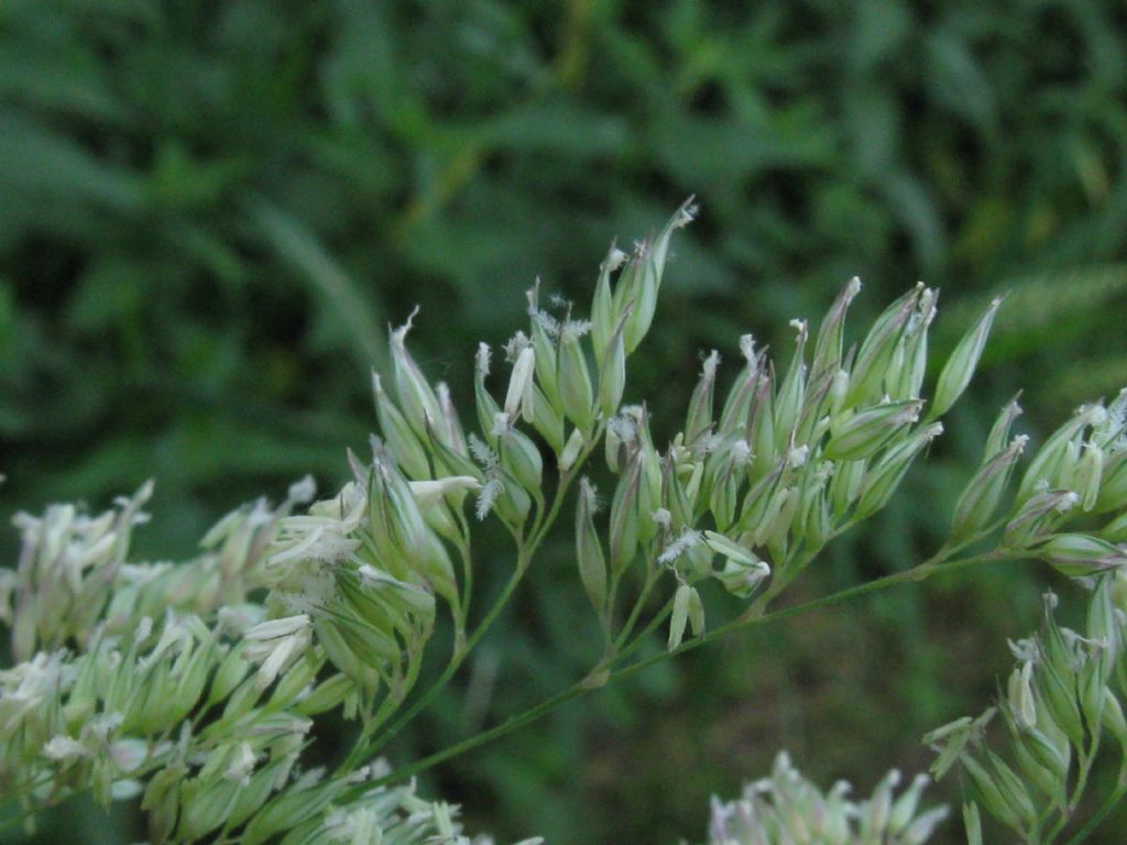 Poaceae: Brachypodium sylvaticum? No, Holcus lanatus da confermare