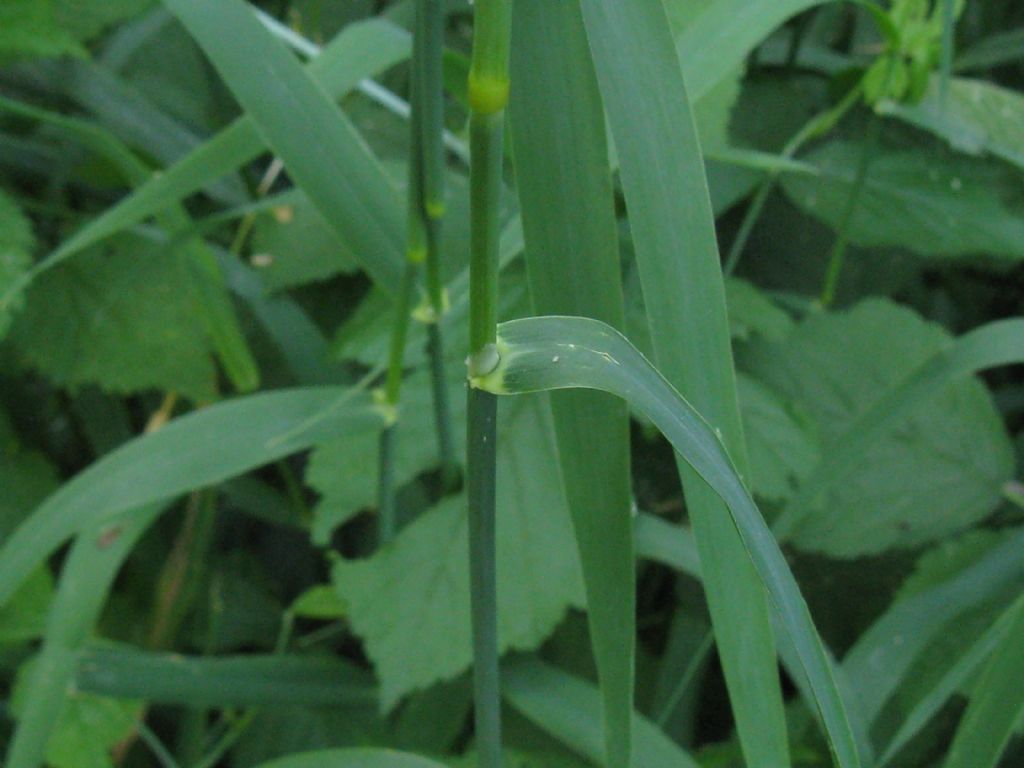 Poaceae: Brachypodium sylvaticum? No, Holcus lanatus da confermare