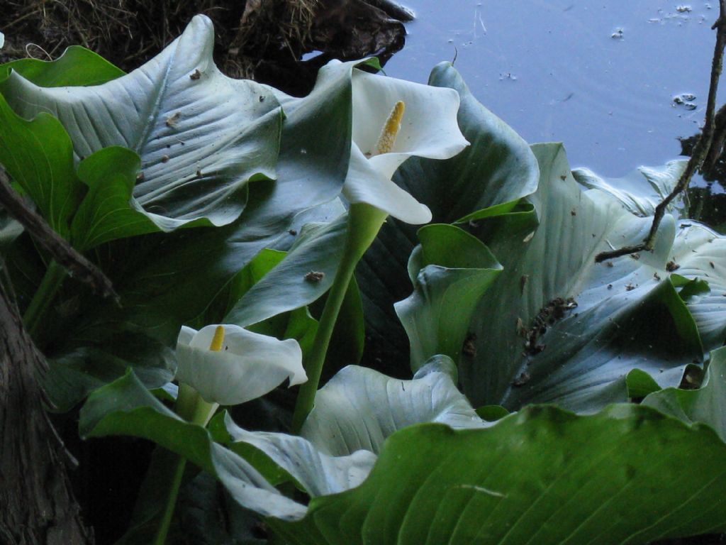 Calla da identificare