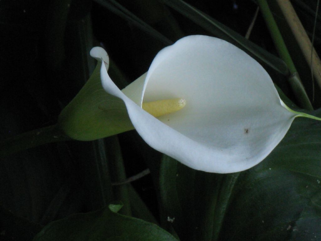 Calla da identificare