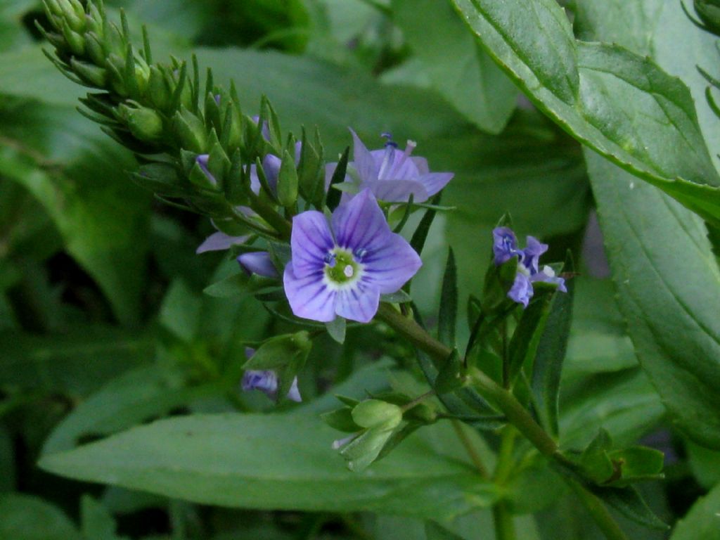 Veronica officinale?