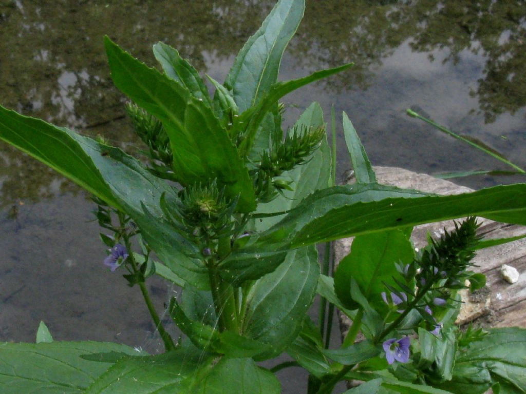 Veronica officinale?