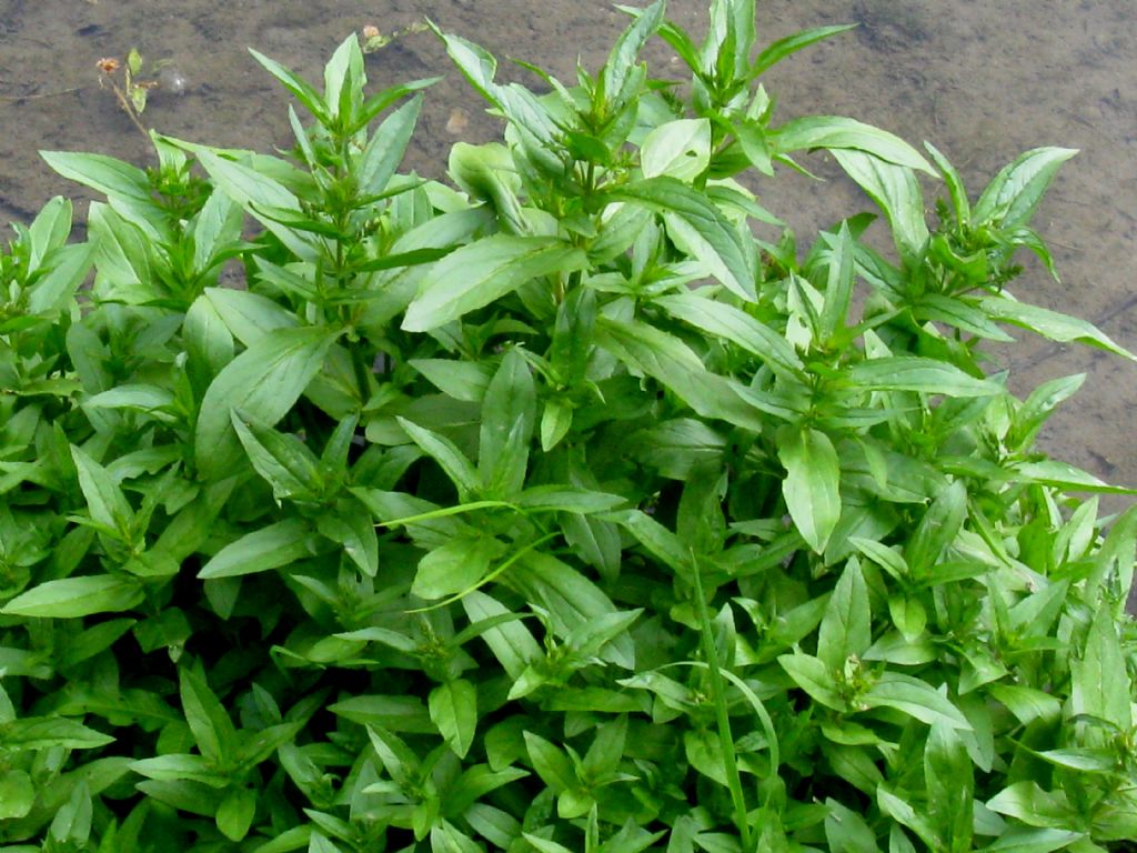 Veronica officinale?