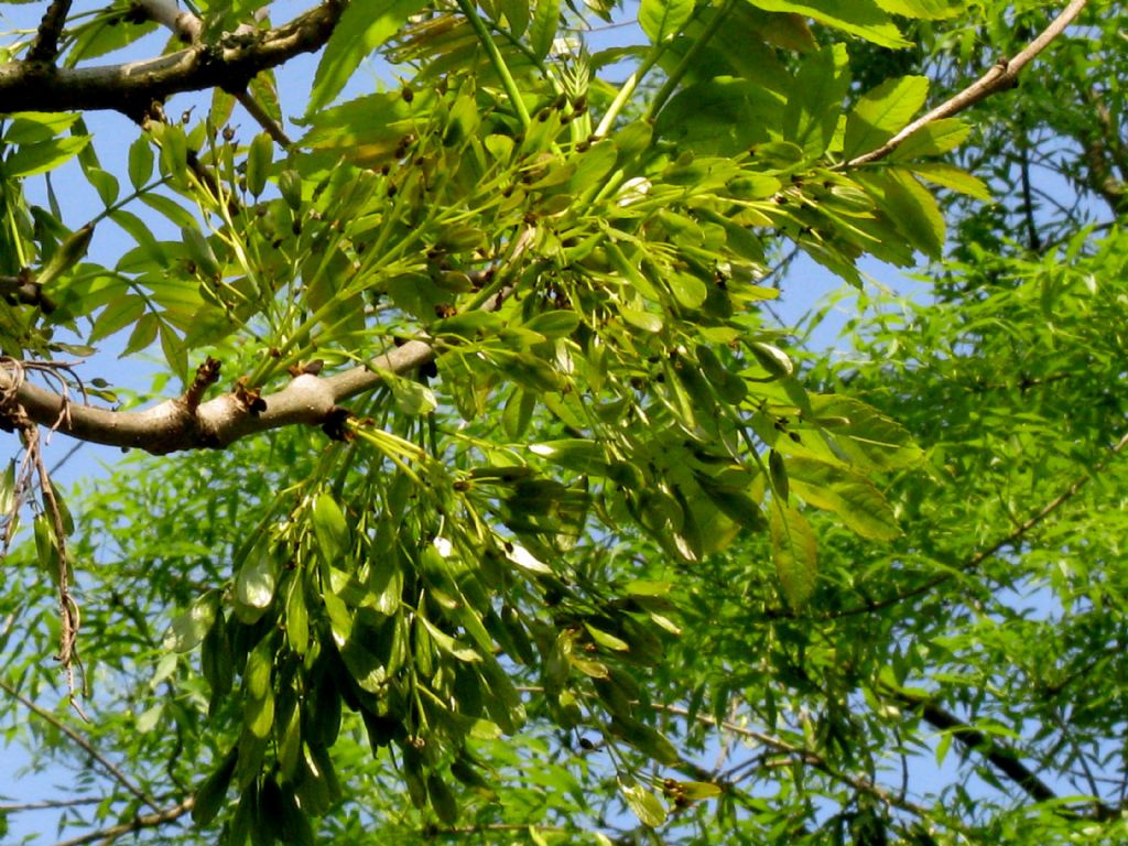 Fraxinus excelsior?  S