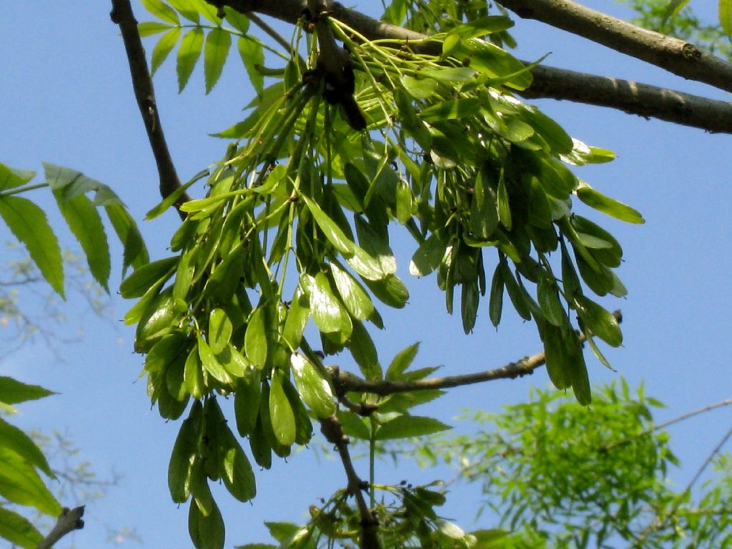 Fraxinus excelsior?  S