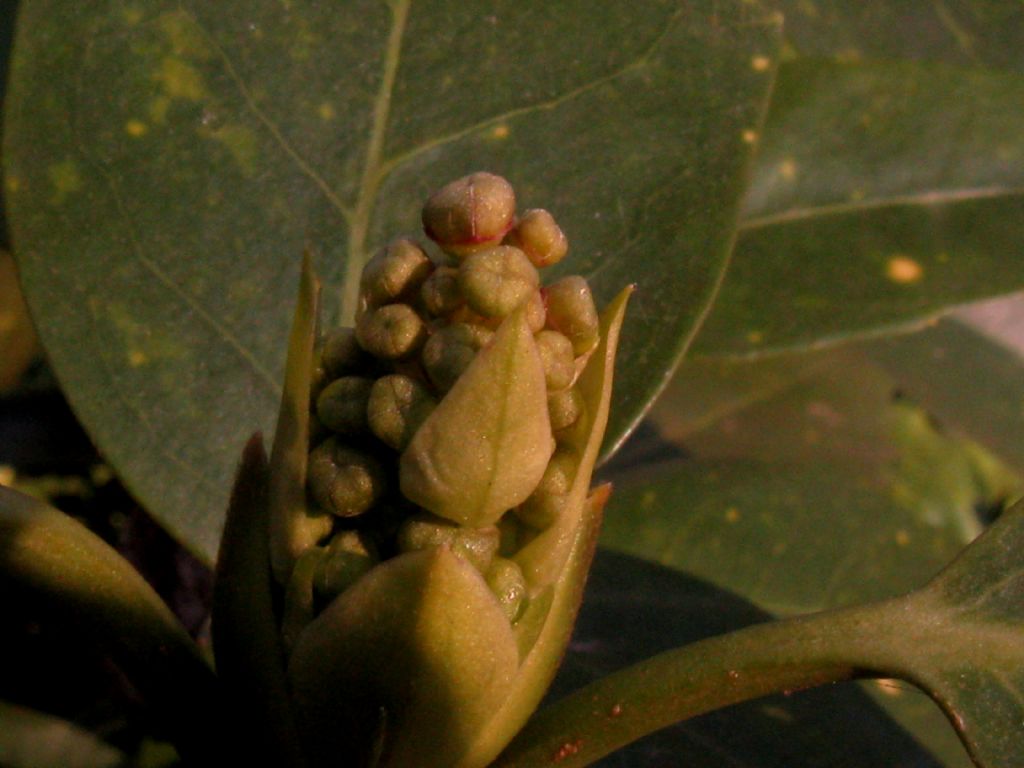 Aucuba? S, cv di Aucuba japonica