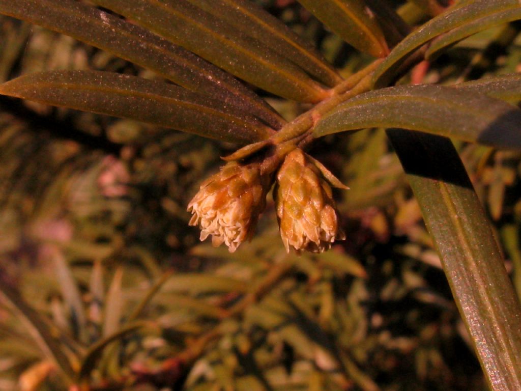 Tasso?  No, Cephalotaxus harringtonia