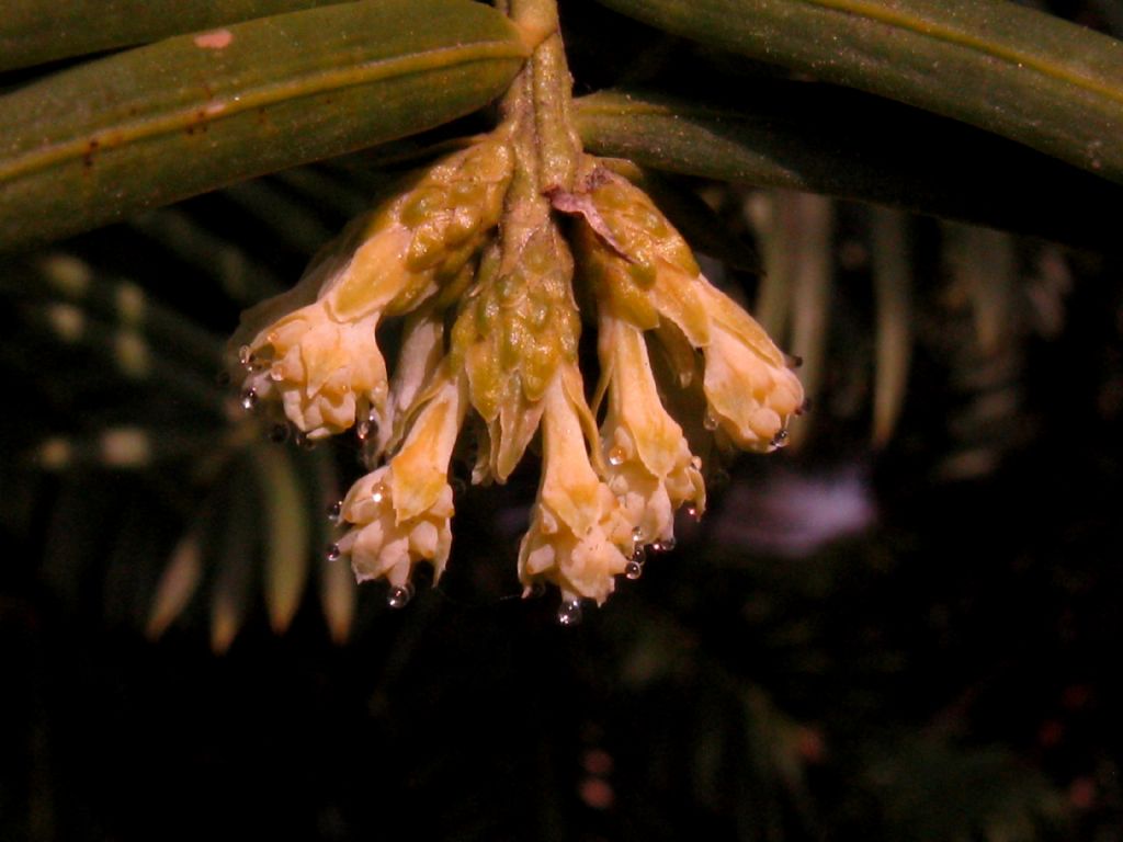 Tasso?  No, Cephalotaxus harringtonia