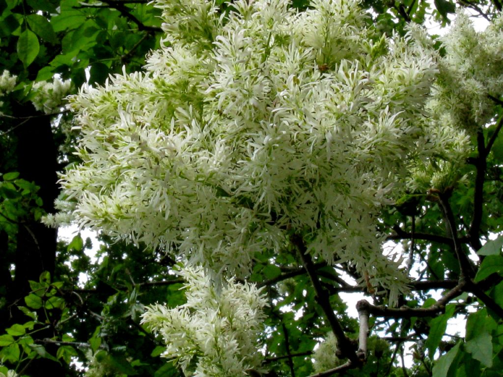 Chionanthus virginicus?  No, Chionanthus retusus