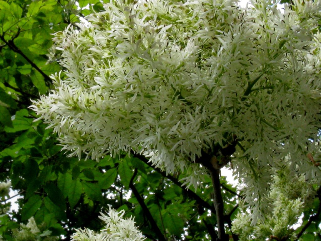 Chionanthus virginicus?  No, Chionanthus retusus