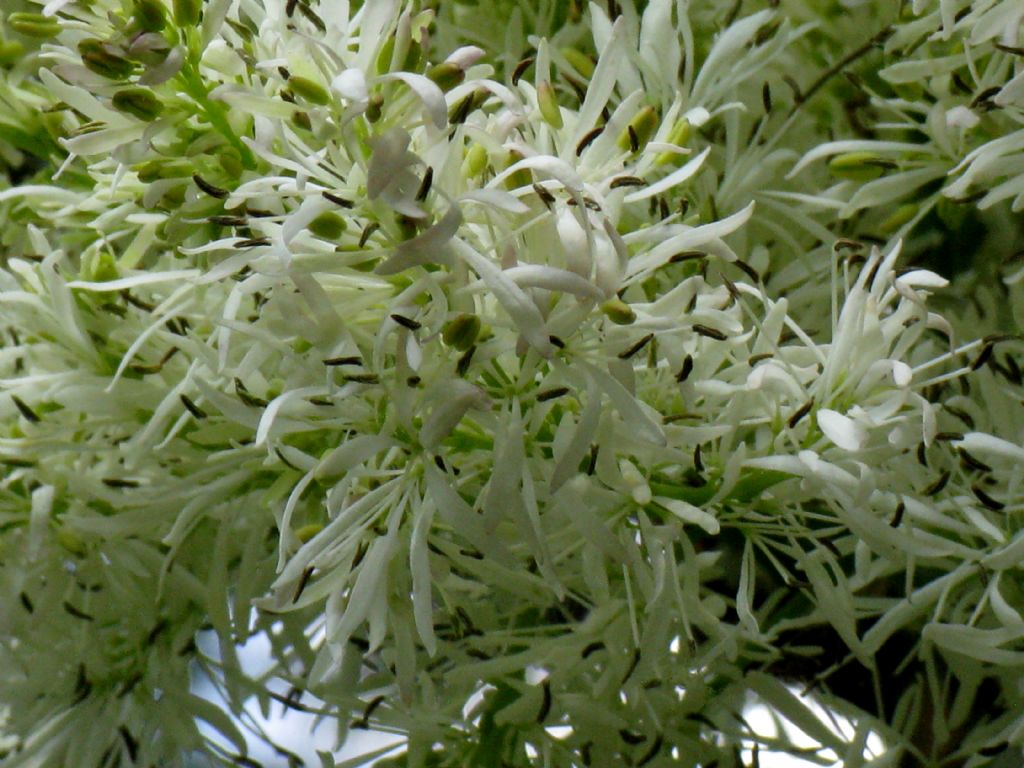 Chionanthus virginicus?  No, Chionanthus retusus