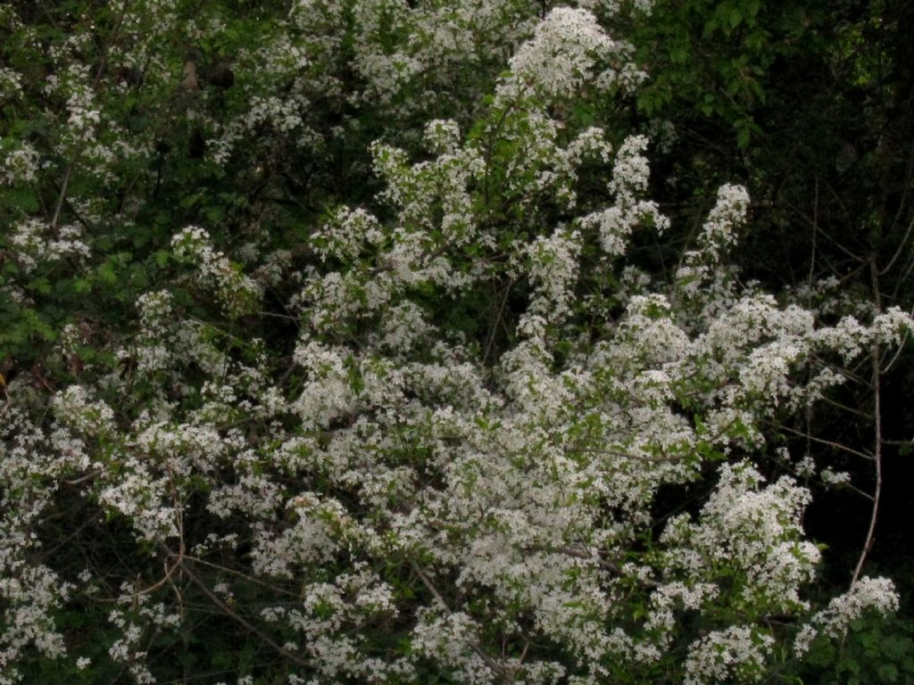 Malus sylvestris? No, Prunus mahaleb