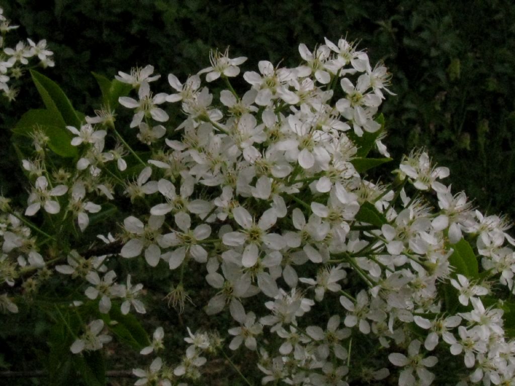 Malus sylvestris? No, Prunus mahaleb