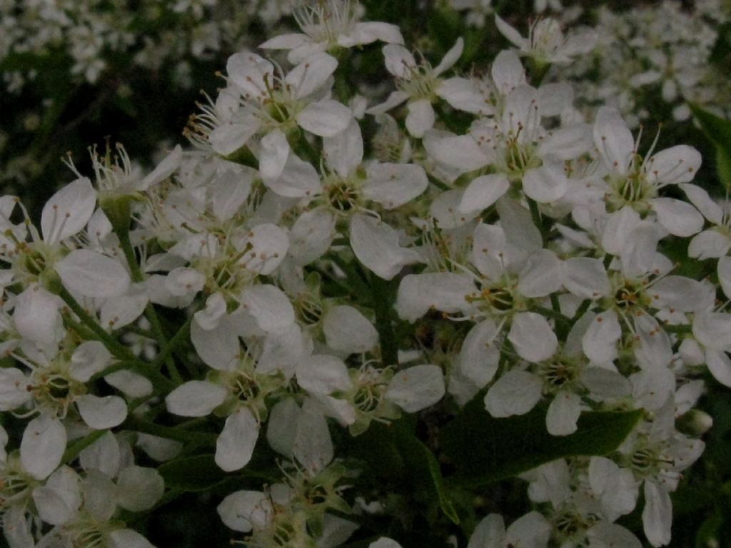 Malus sylvestris? No, Prunus mahaleb