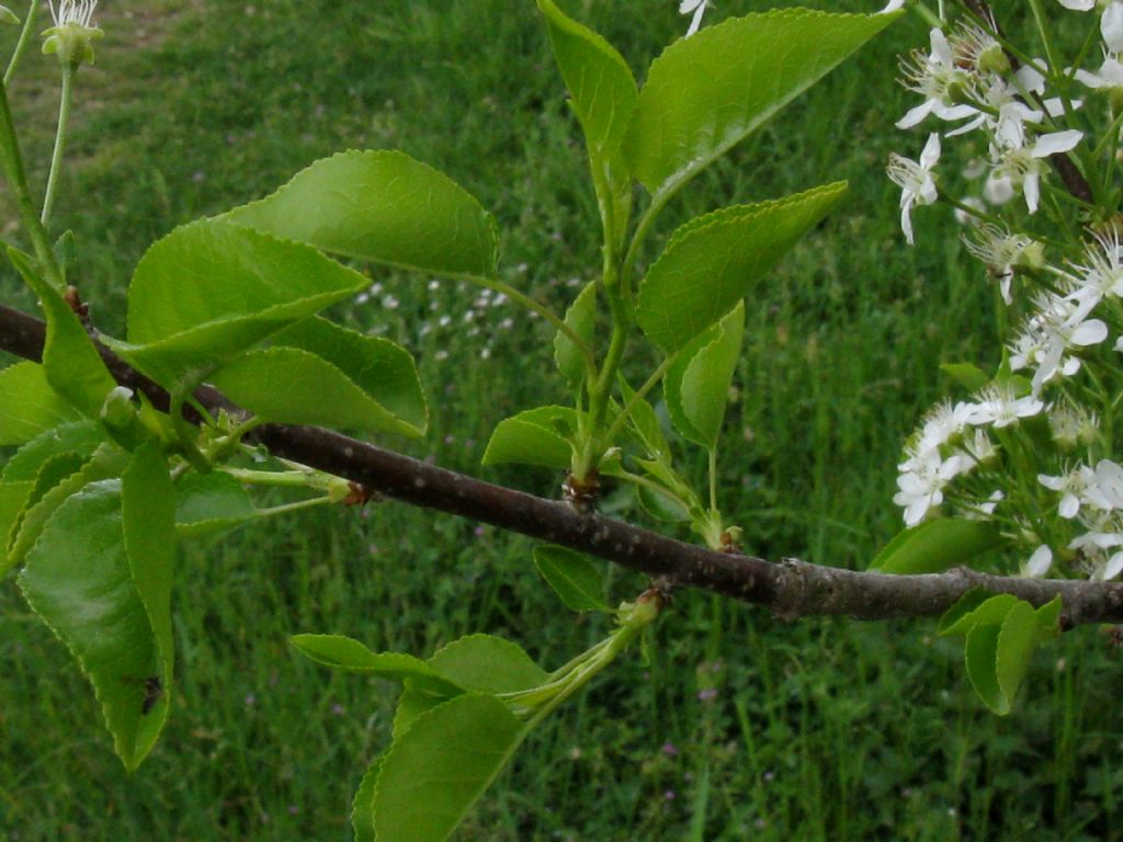 Malus sylvestris? No, Prunus mahaleb