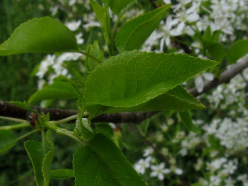 Malus sylvestris? No, Prunus mahaleb