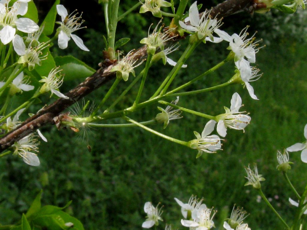 Malus sylvestris? No, Prunus mahaleb