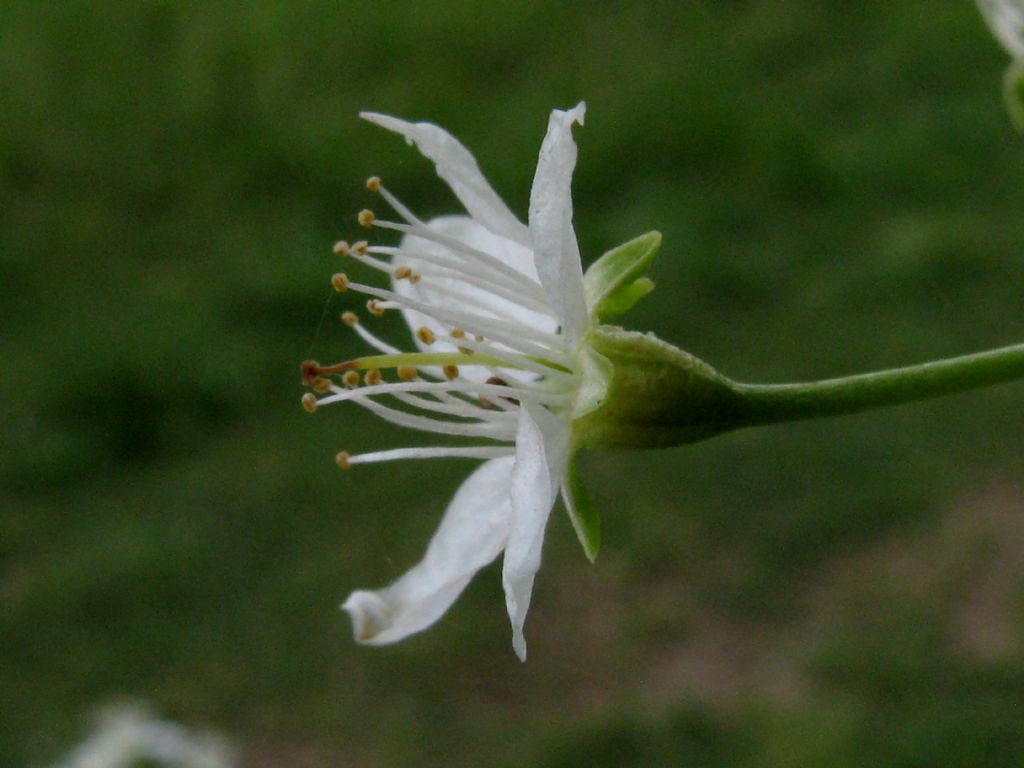 Malus sylvestris? No, Prunus mahaleb