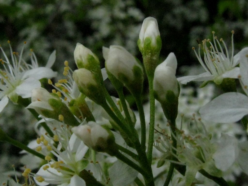 Malus sylvestris? No, Prunus mahaleb