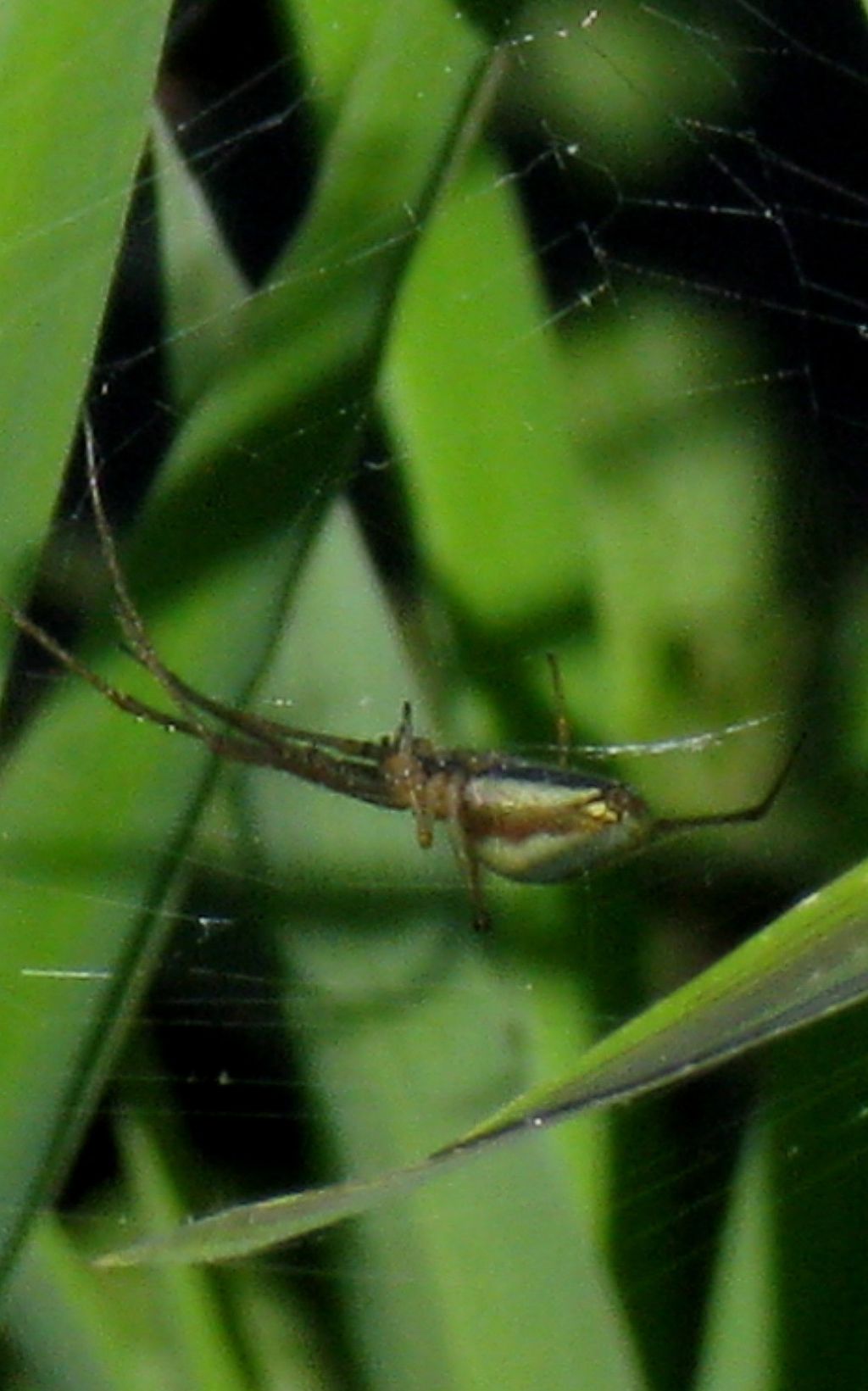 Tetragnthidae sp. e Tibellus sp.