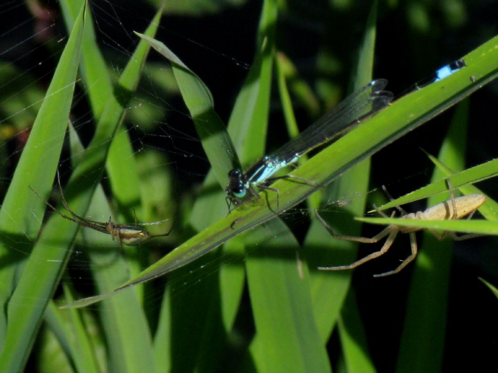 Tetragnthidae sp. e Tibellus sp.