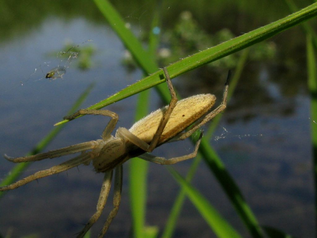 Tetragnthidae sp. e Tibellus sp.