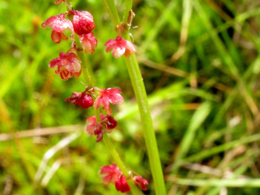 Rumex cfr. acetosella