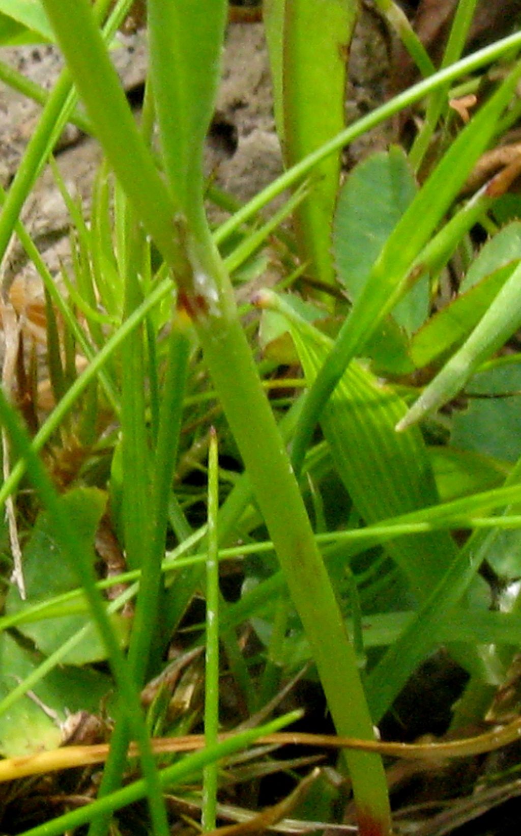 Rumex cfr. acetosella
