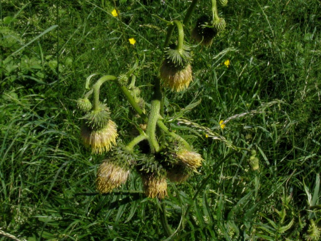 Cirsium erisithales? S