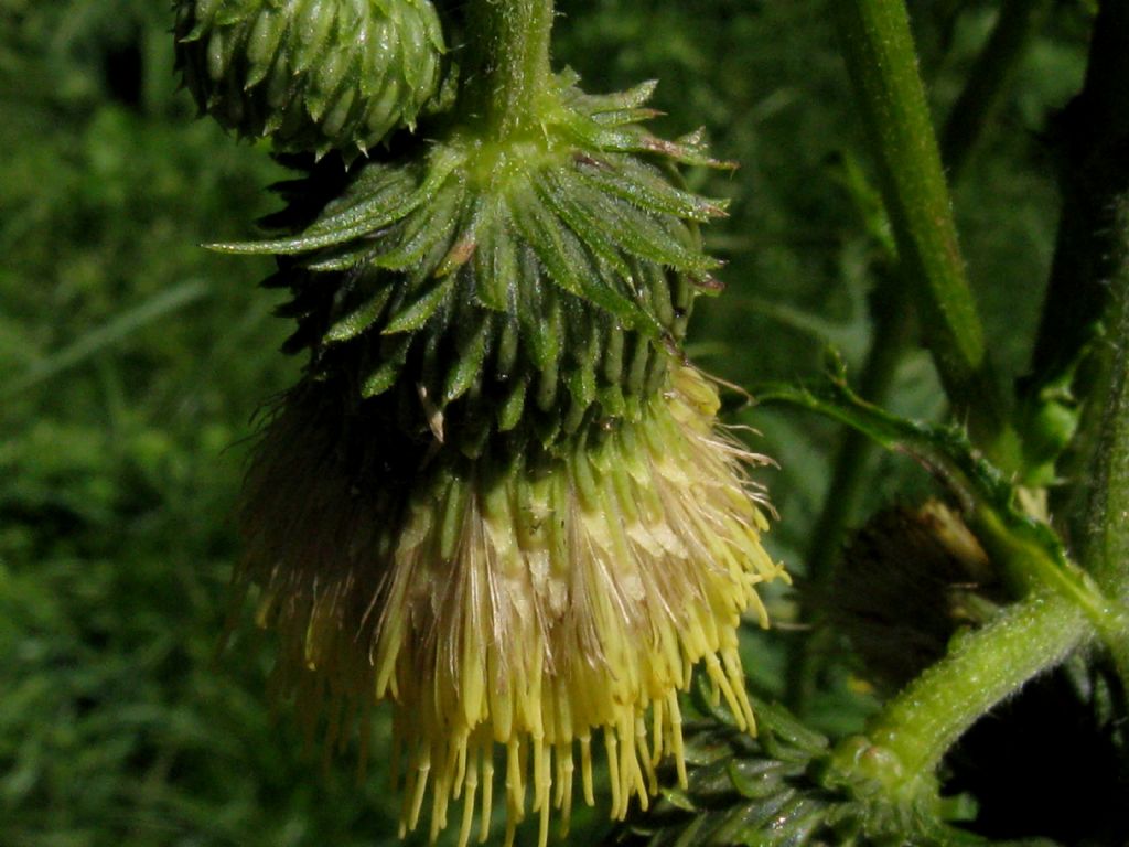 Cirsium erisithales? S