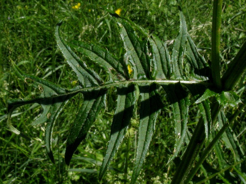 Cirsium erisithales? S