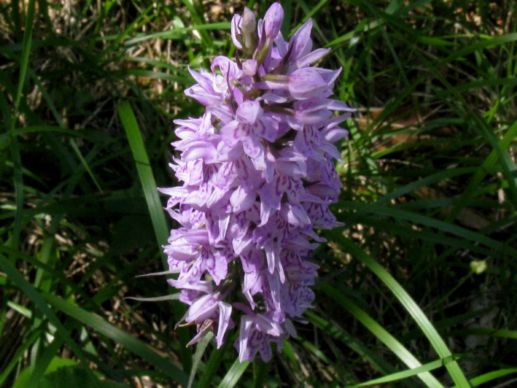 Dactylorhiza fuchsii?