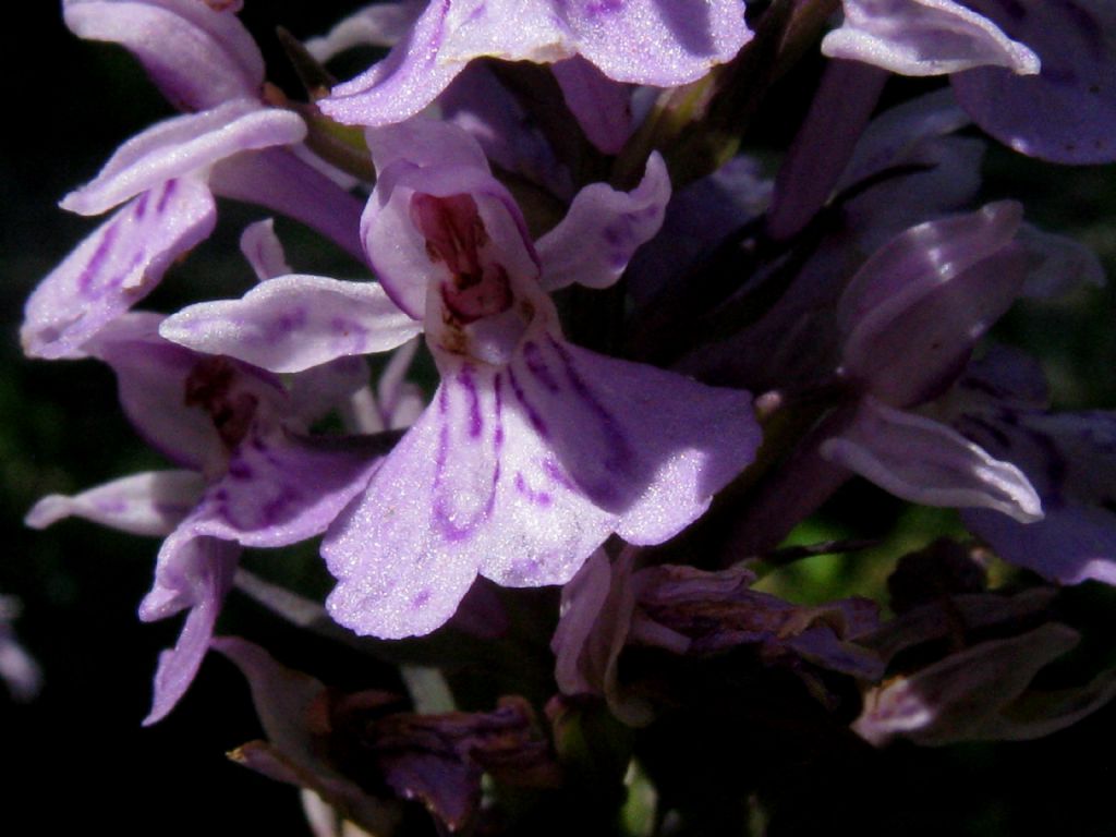 Dactylorhiza fuchsii?