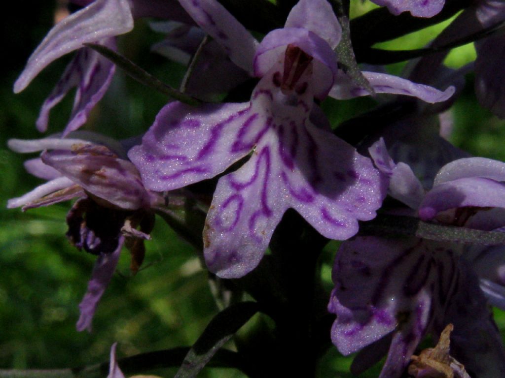 Dactylorhiza fuchsii?