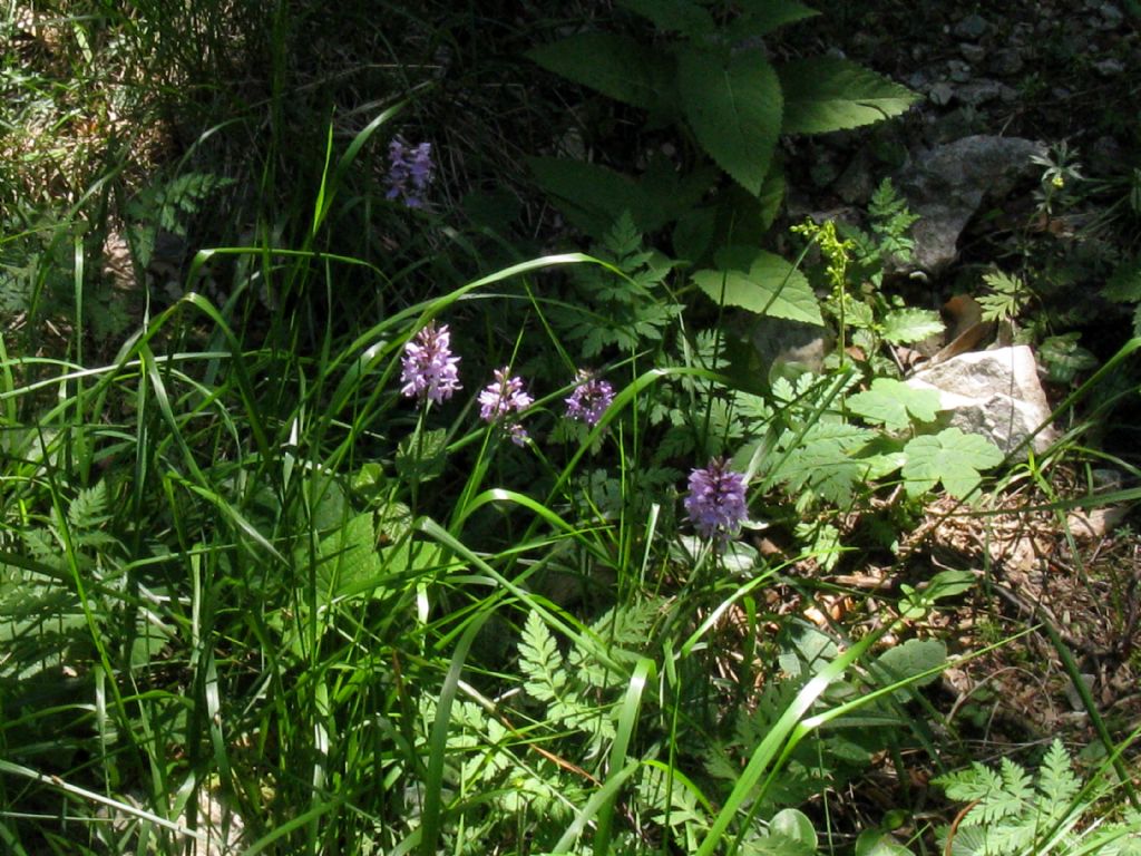 Dactylorhiza fuchsii?