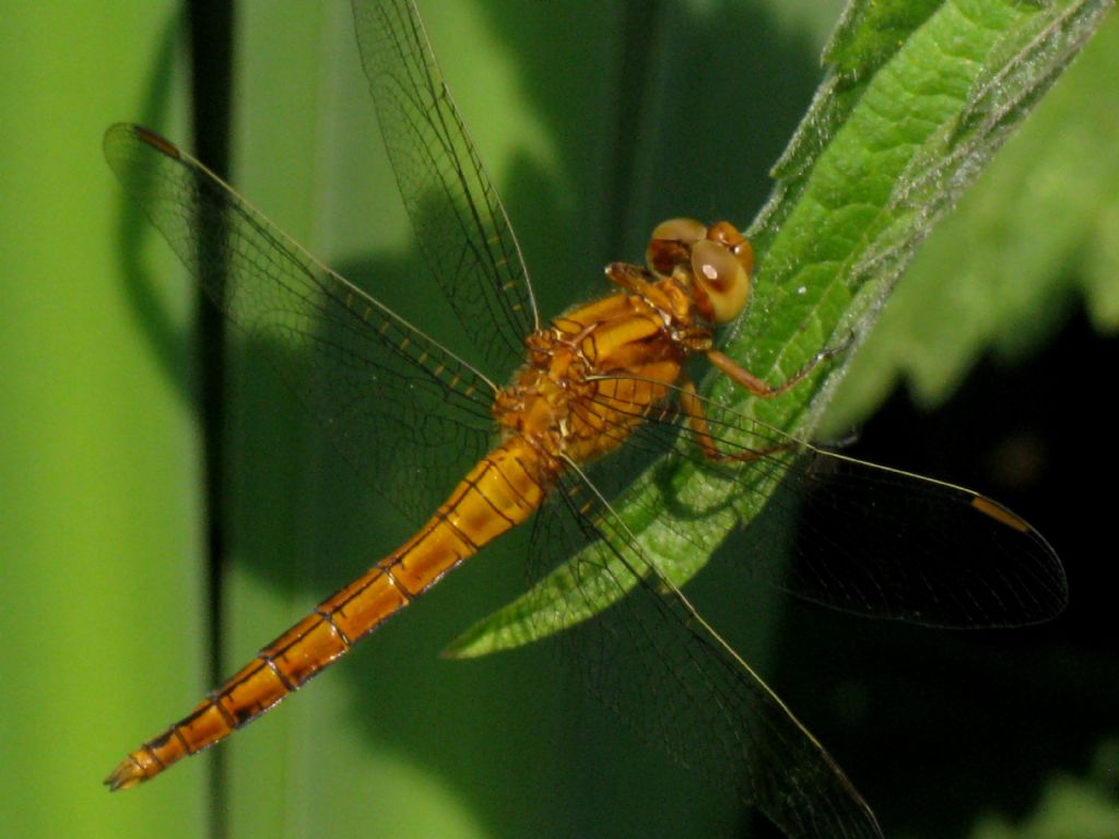 Orthetrum coerulescens maschio immaturo? sì