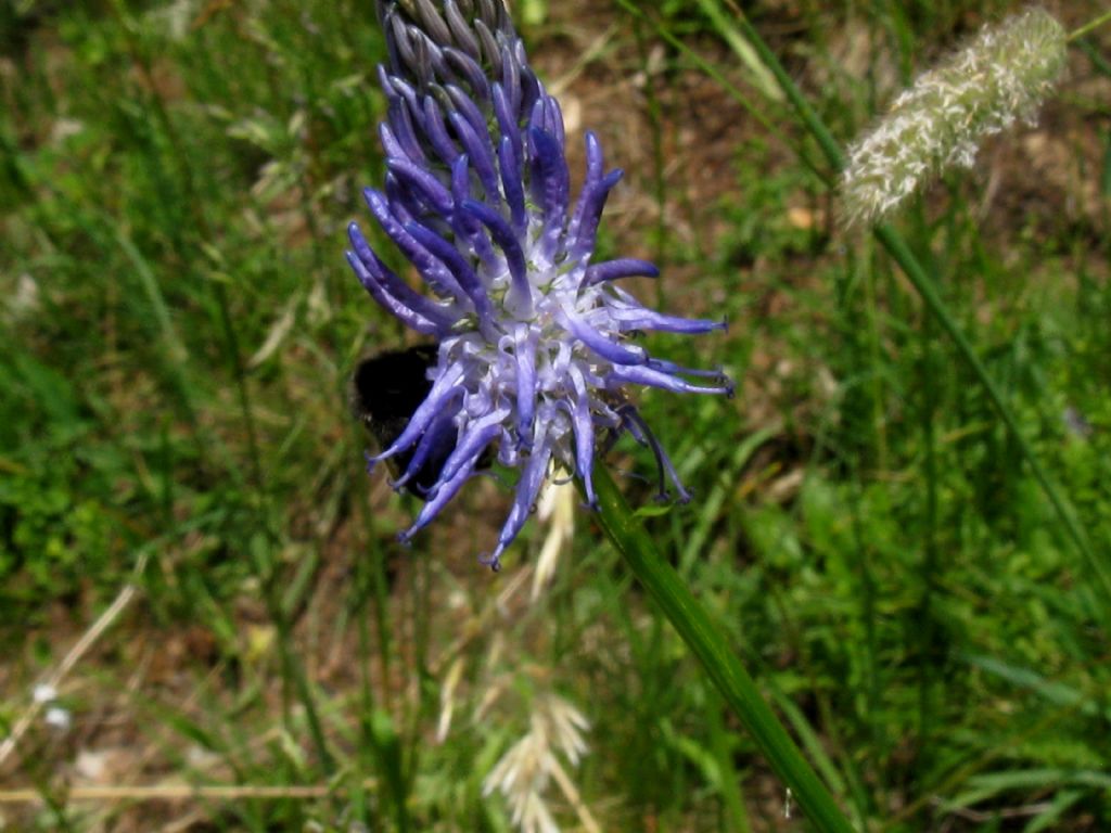 Phyteuma betonicifolium (Campanulaceae)