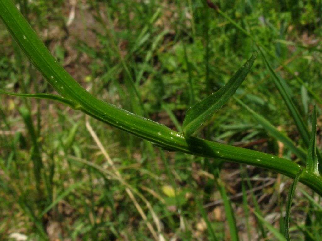 Phyteuma betonicifolium (Campanulaceae)