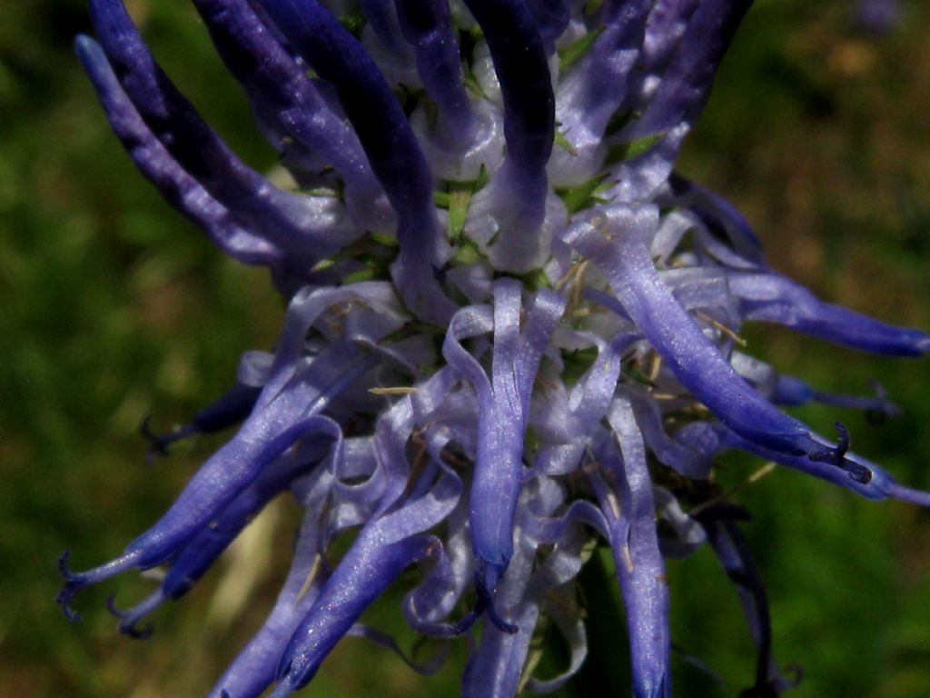 Phyteuma betonicifolium (Campanulaceae)