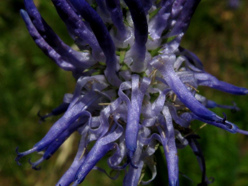 Phyteuma betonicifolium (Campanulaceae)