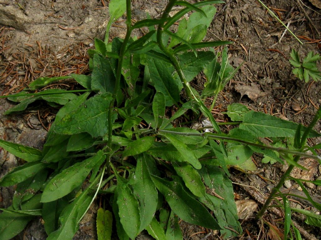 Phyteuma betonicifolium (Campanulaceae)