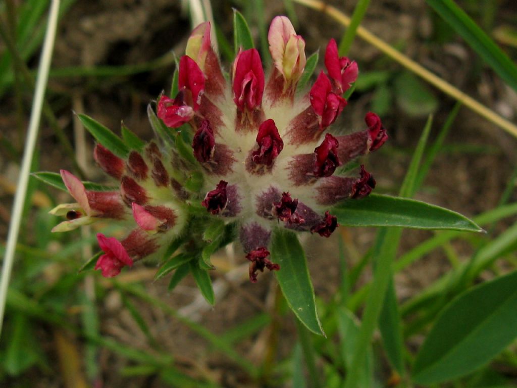 Antyllis vulneraria subsp. rubriflora?  S