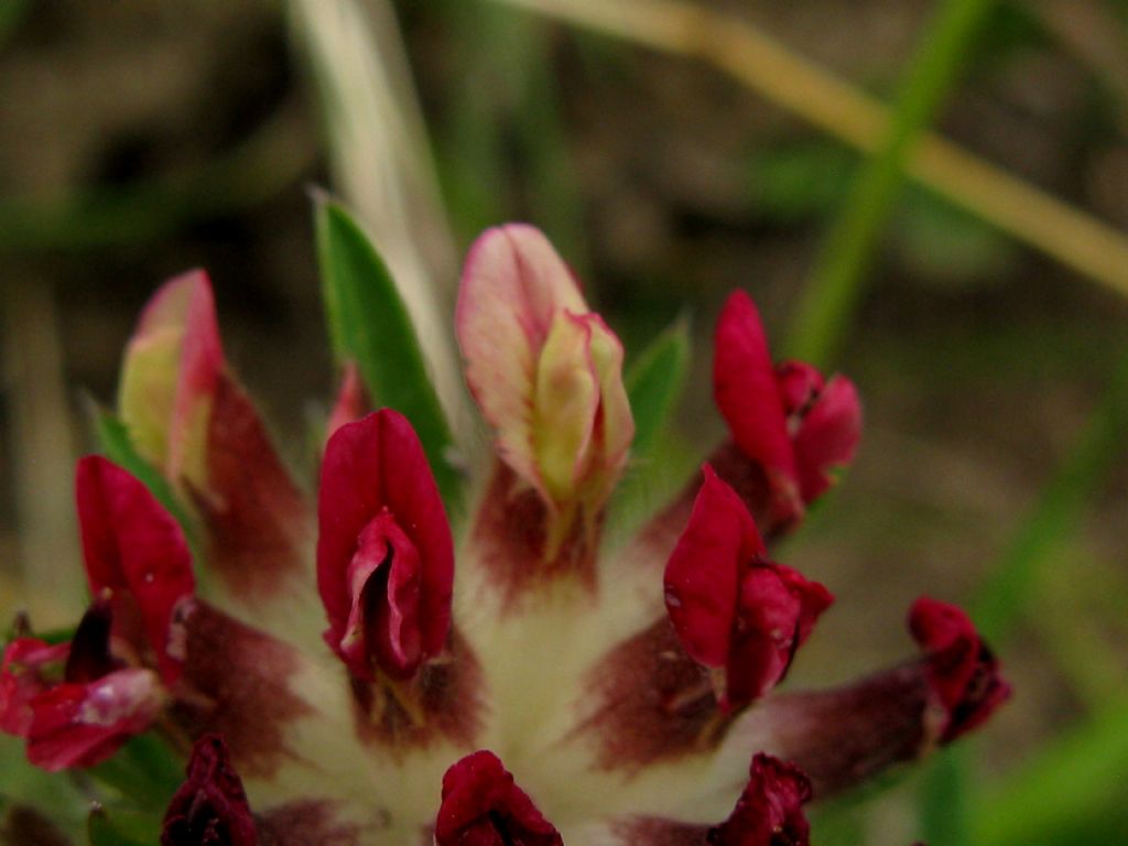 Antyllis vulneraria subsp. rubriflora?  S