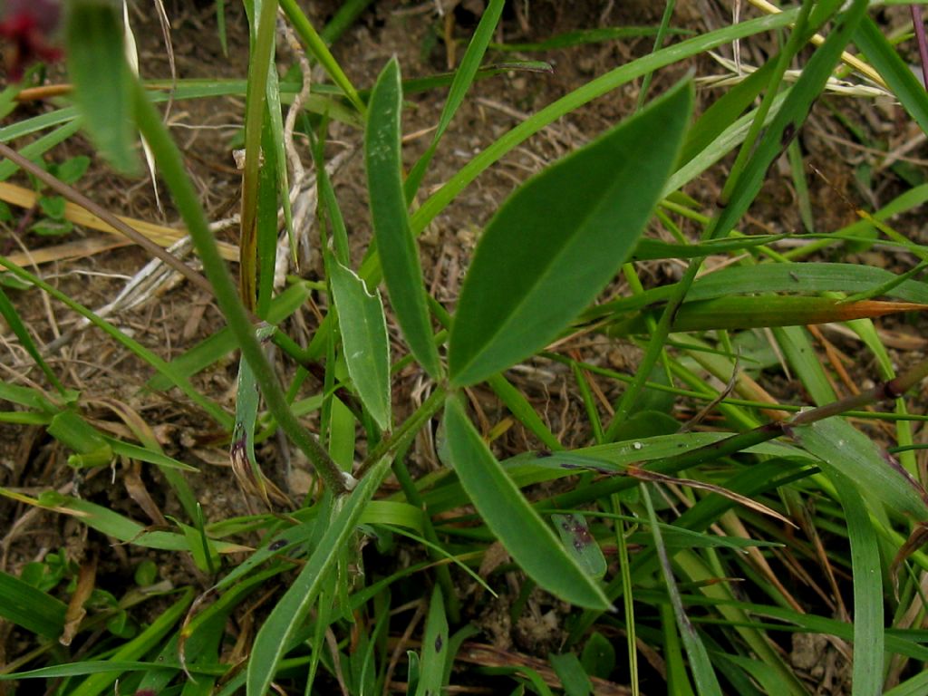 Antyllis vulneraria subsp. rubriflora?  S